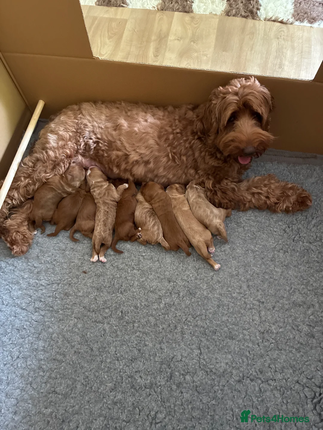 Australian Labradoodle dogs for sale: Australian Labradoodle in Beccles - Advert 1