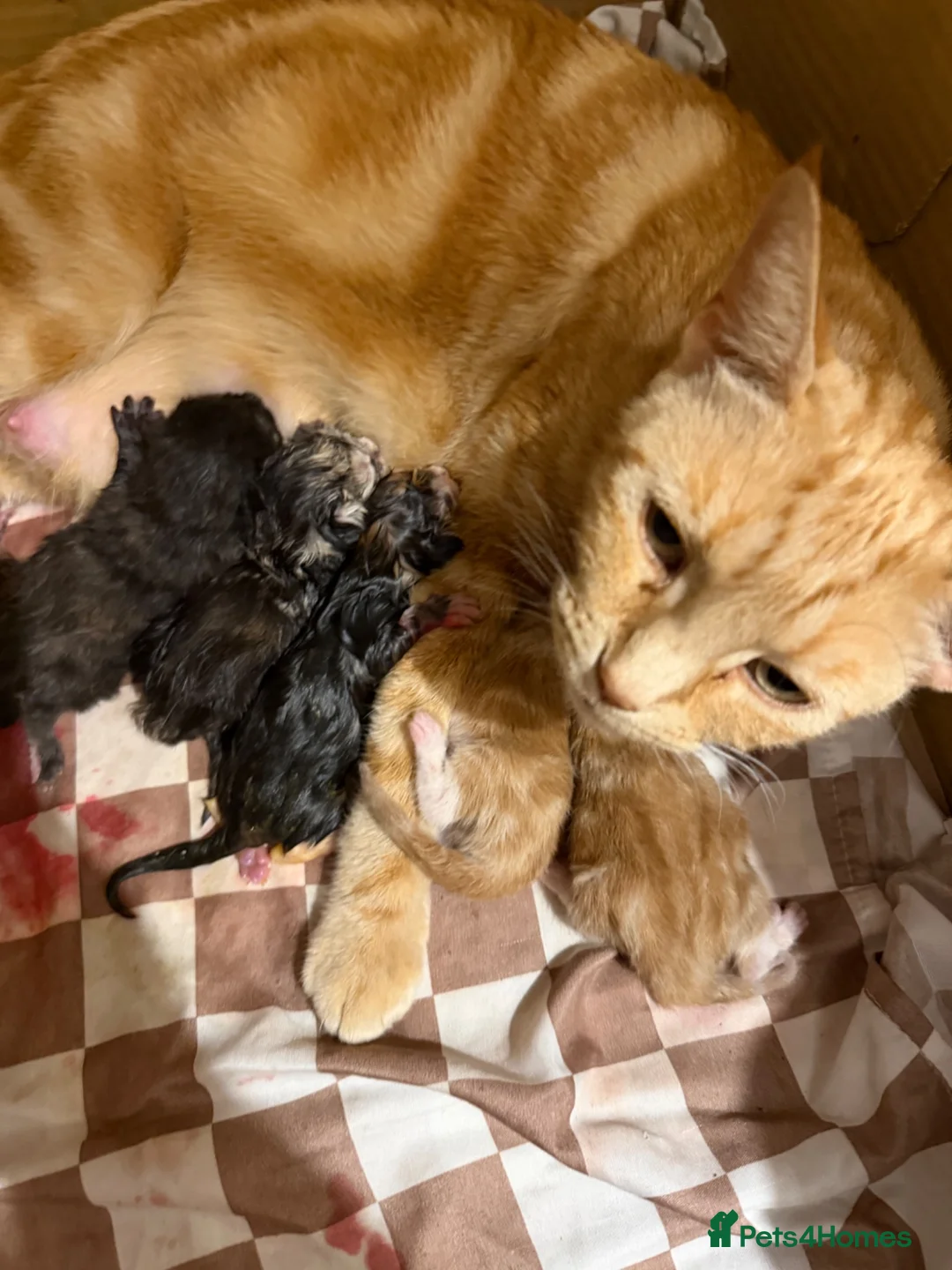 Mixed Breed cats for sale: Adorable Kittens Looking home  - Advert 11