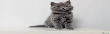 British Shorthair - White