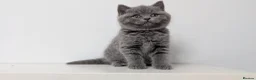 British Shorthair cats for sale: Beautiful British Shorthair/Longhair Kittens - Advert 6