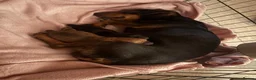 Jack Russell dogs for sale: Tan, Black and Tan puppies for sale  in Malton - Advert 5