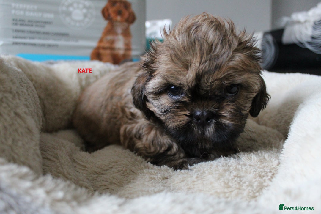Shih Tzu dogs for sale: SHIH TZU PUPPY BOY LIVER GENE KC REG  - Image 8