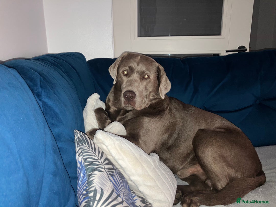 Labrador Retriever dogs for stud: Stunning silver Labrador for stud in Glasgow - Image 4