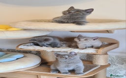 British Shorthair cats for sale: GCCF Lilac Blue & Bicolor quality BSH kittens  - Image 16