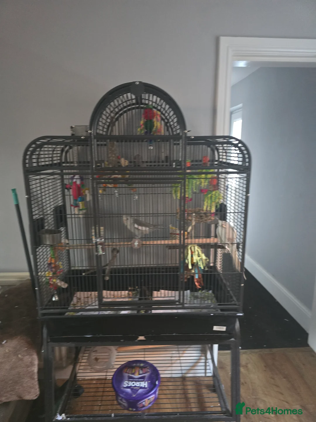 Cockatiels birds for sale: Hand Reard cockatiels with cage  in Retford - Advert 1