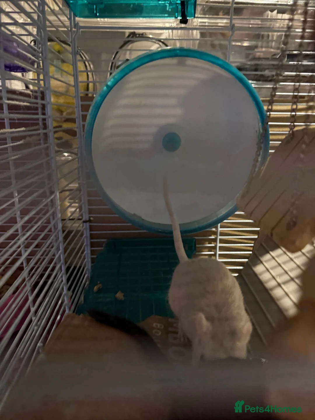 Gerbil rodents for sale: 2 Female gerbils looking for a home - Advert 4