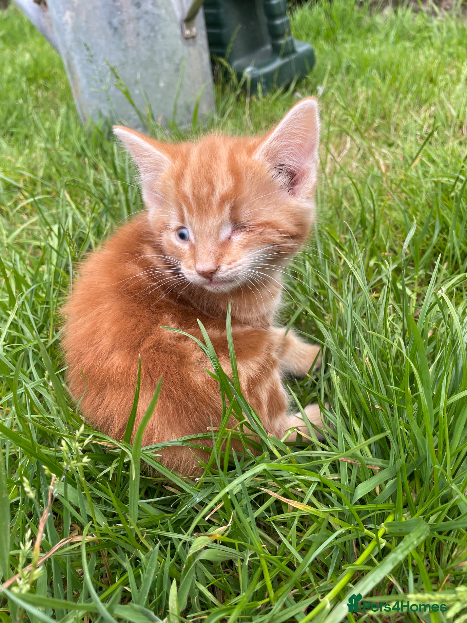 Domestic Shorthair cats for sale: 3 playful male kittens  - Advert 10
