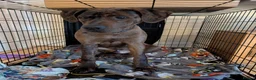Mixed Breed dogs for sale: 6 month old Doberman mastiff  in Bromsgrove - Advert 2
