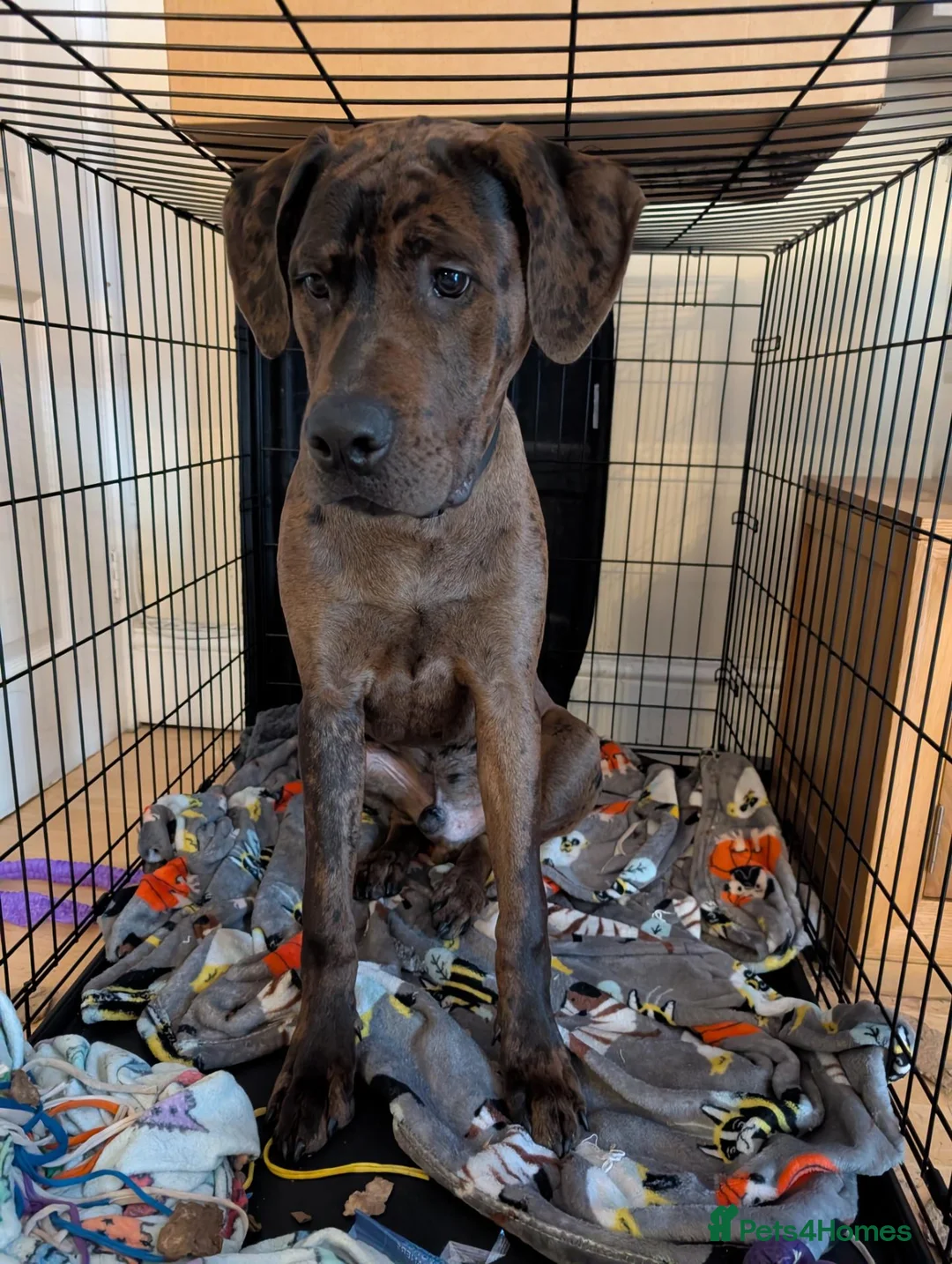 Mixed Breed dogs for sale: 6 month old Doberman mastiff  in Bromsgrove - Advert 2