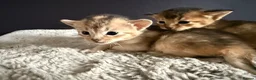 Abyssinian cats for sale: TICA reg rarest colours Aby kittens boys and girls - Advert 18