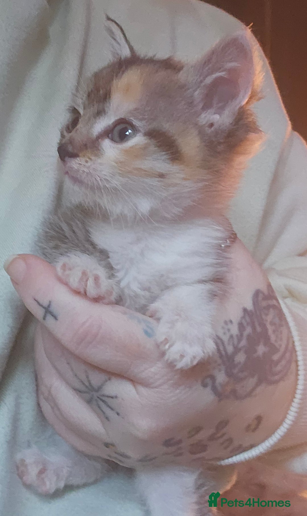 Mixed Breed cats for sale: Calico girl 6 week - Advert 1