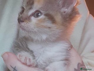 Mixed Breed cats Calico girl 6 week - Advert 3
