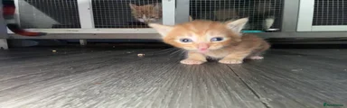 Ginger boy kitten