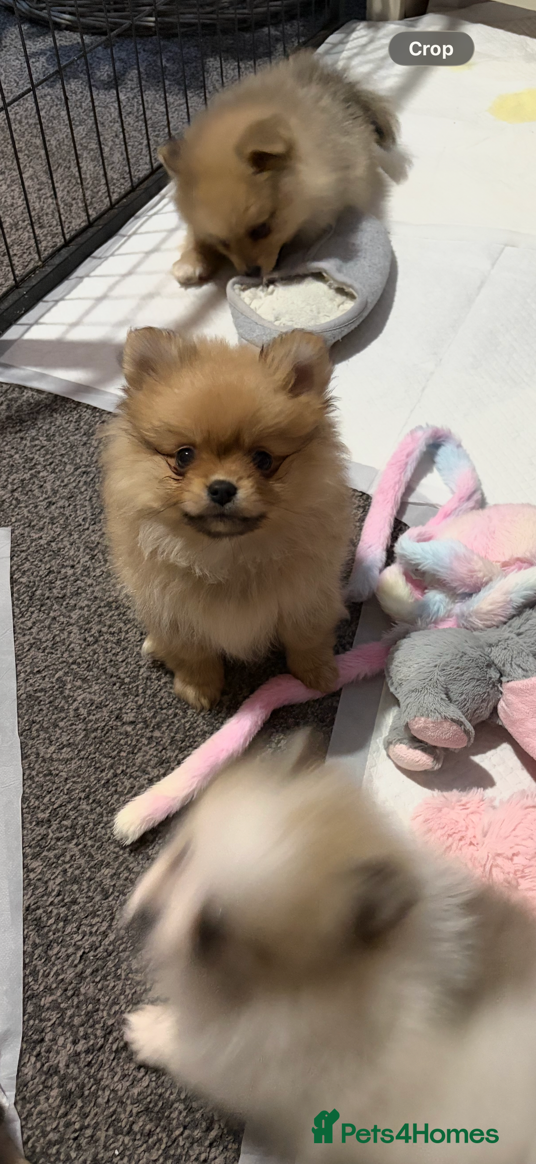 Pomeranian dogs for sale: Beautiful litter of Pomeranians (READY NOW)  - Advert 3