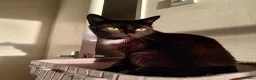 Domestic Shorthair cats for sale: Bonded pair of indoor girl cats - together only - Advert 28