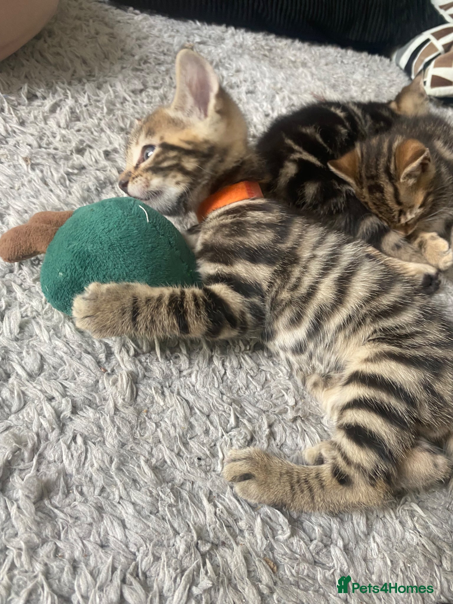 Bengal cats Bengal  - Advert 9