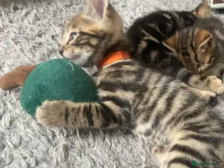 Bengal cats Bengal - Advert 3