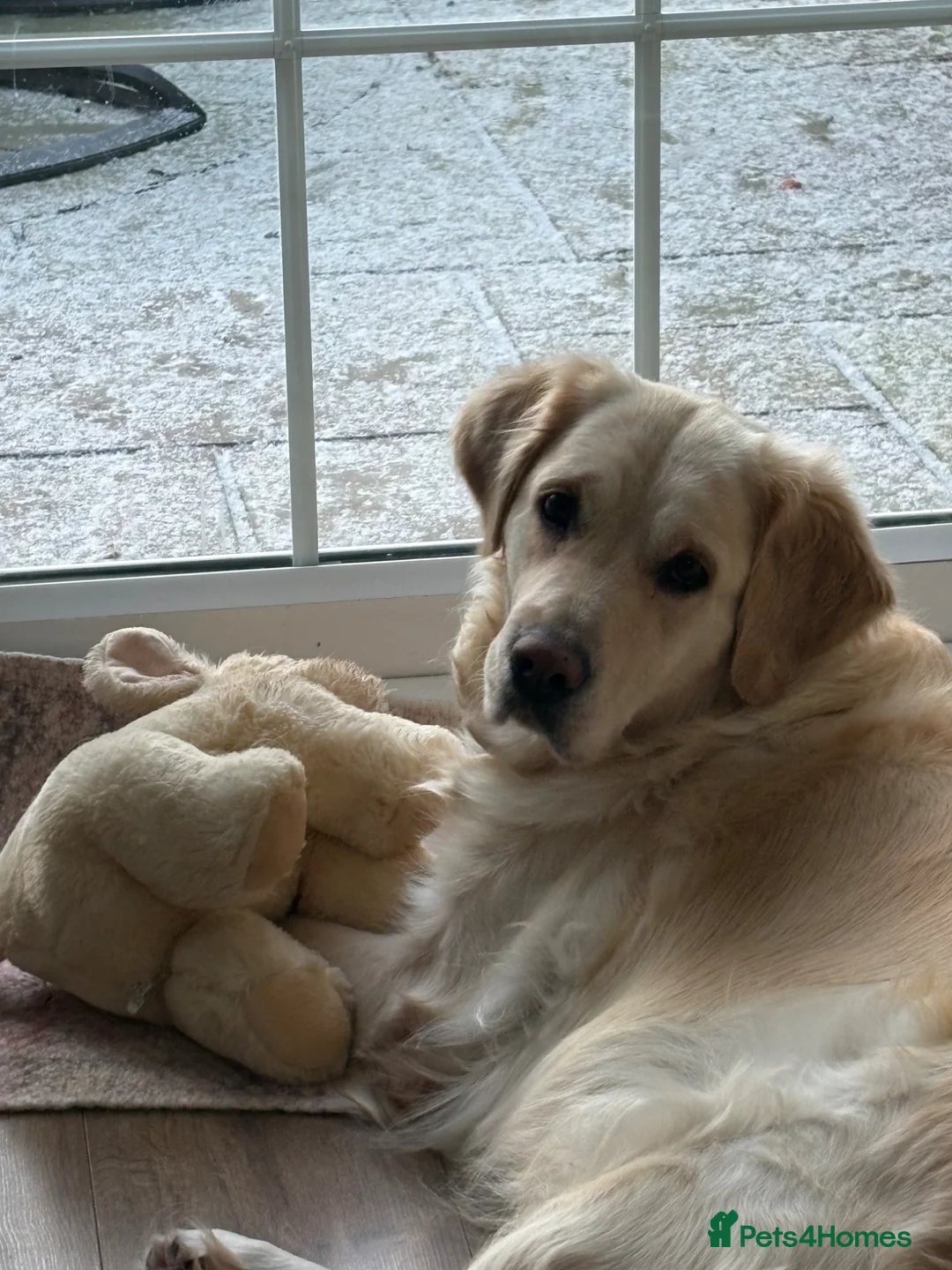 Golden Retriever dogs for sale: Golden retriever puppies - Advert 1