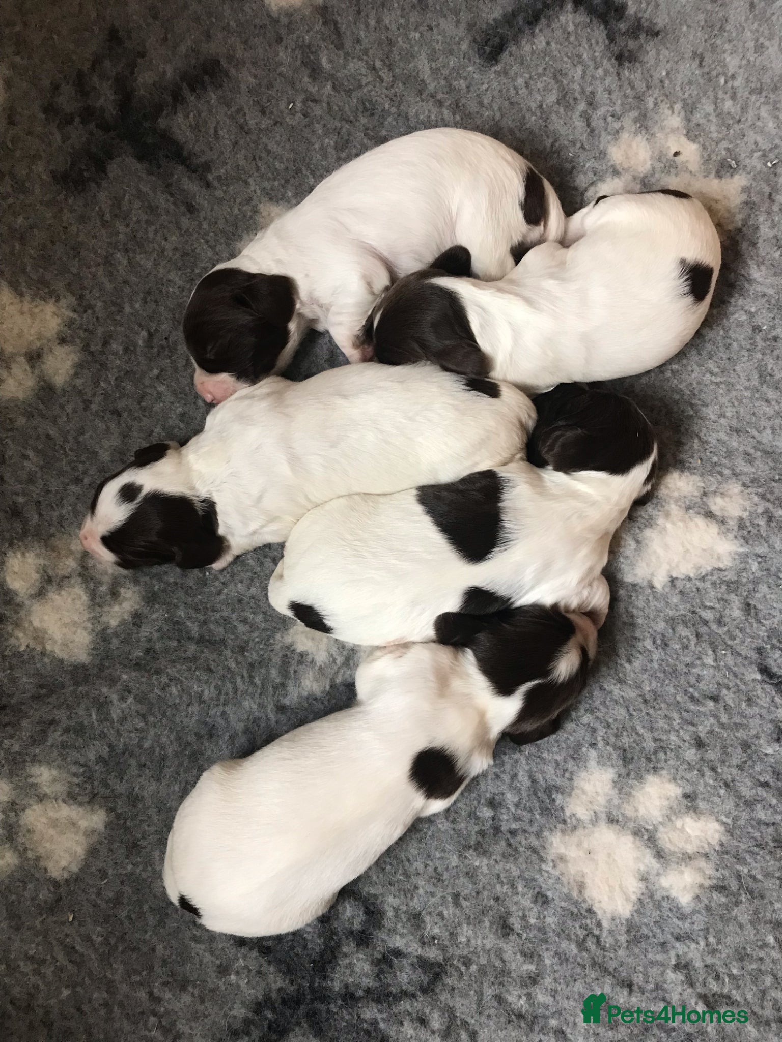 English Springer Spaniel dogs Liver & white ESS puppies for sale - Advert 2