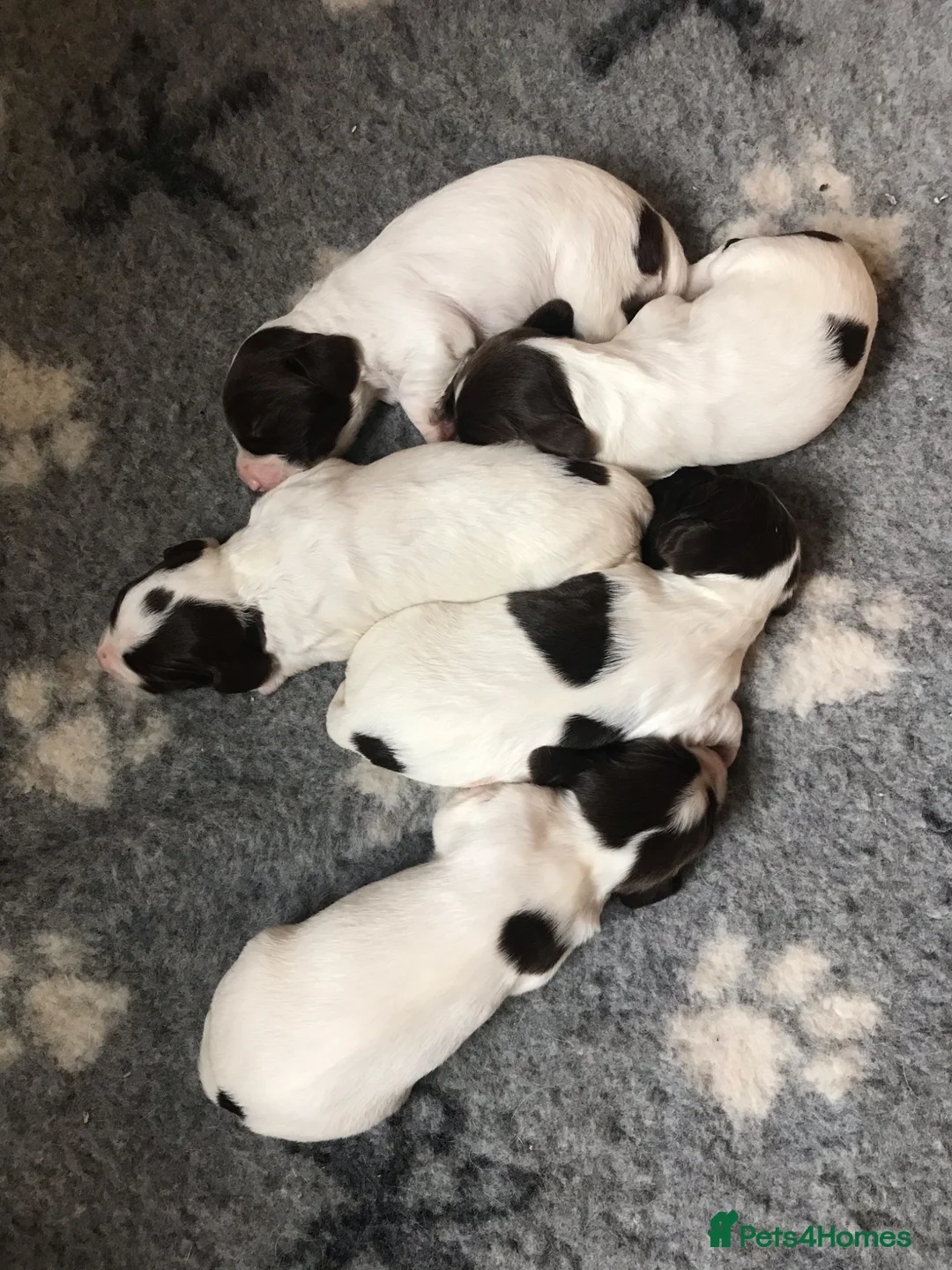 English Springer Spaniel dogs for sale: Liver & white ESS puppies for sale - Advert 2