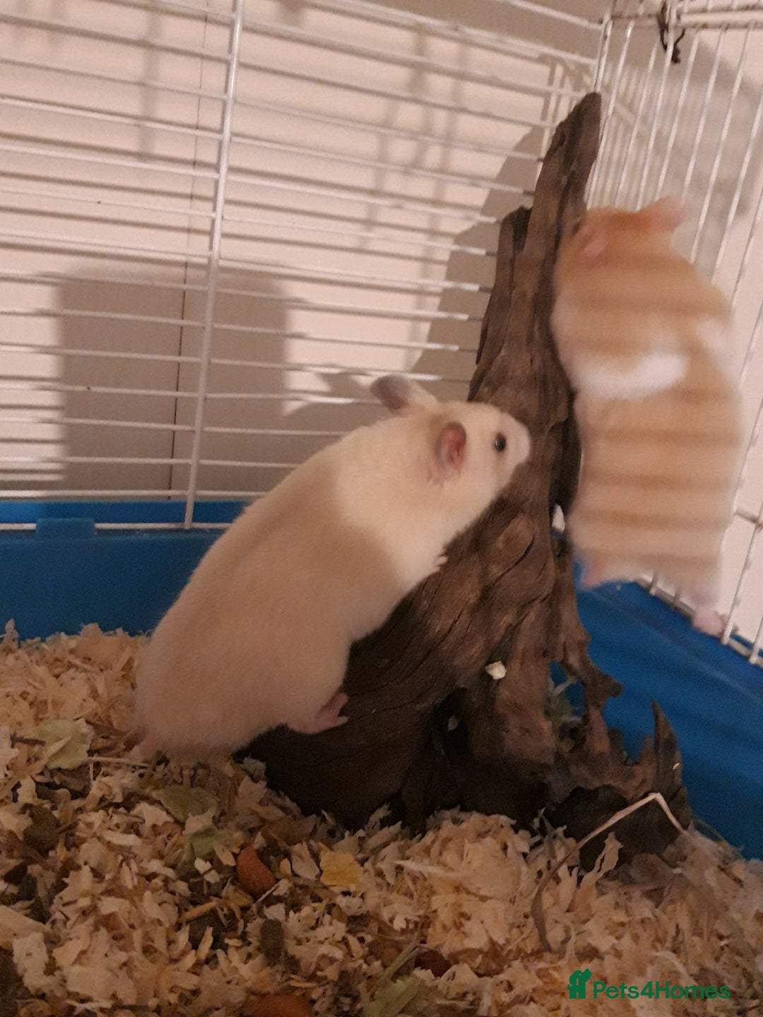 Hamster rodents for sale: Baby syrian hamsters from £10 - Available Now  in Manchester - Image 12