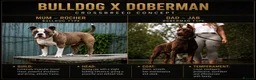 Mixed Breed dogs for sale: Mum bull mix dad European Doberman Bullderman pups in Swansea - Advert 1