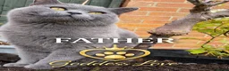 British Shorthair cats for sale: Gorgeous Pedigree British Blue Kittens - Advert 3