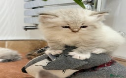 Siberian cats for sale: Pure Siberian kitten  - Image 12