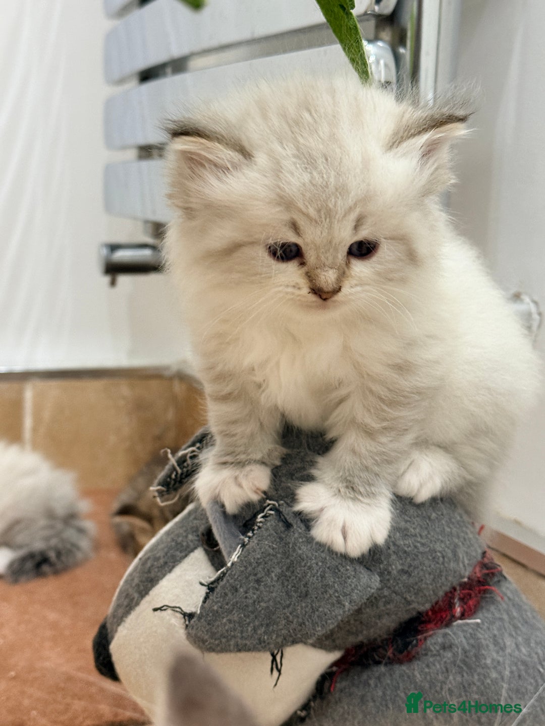 Siberian cats for sale: Pure Siberian kitten  - Image 12