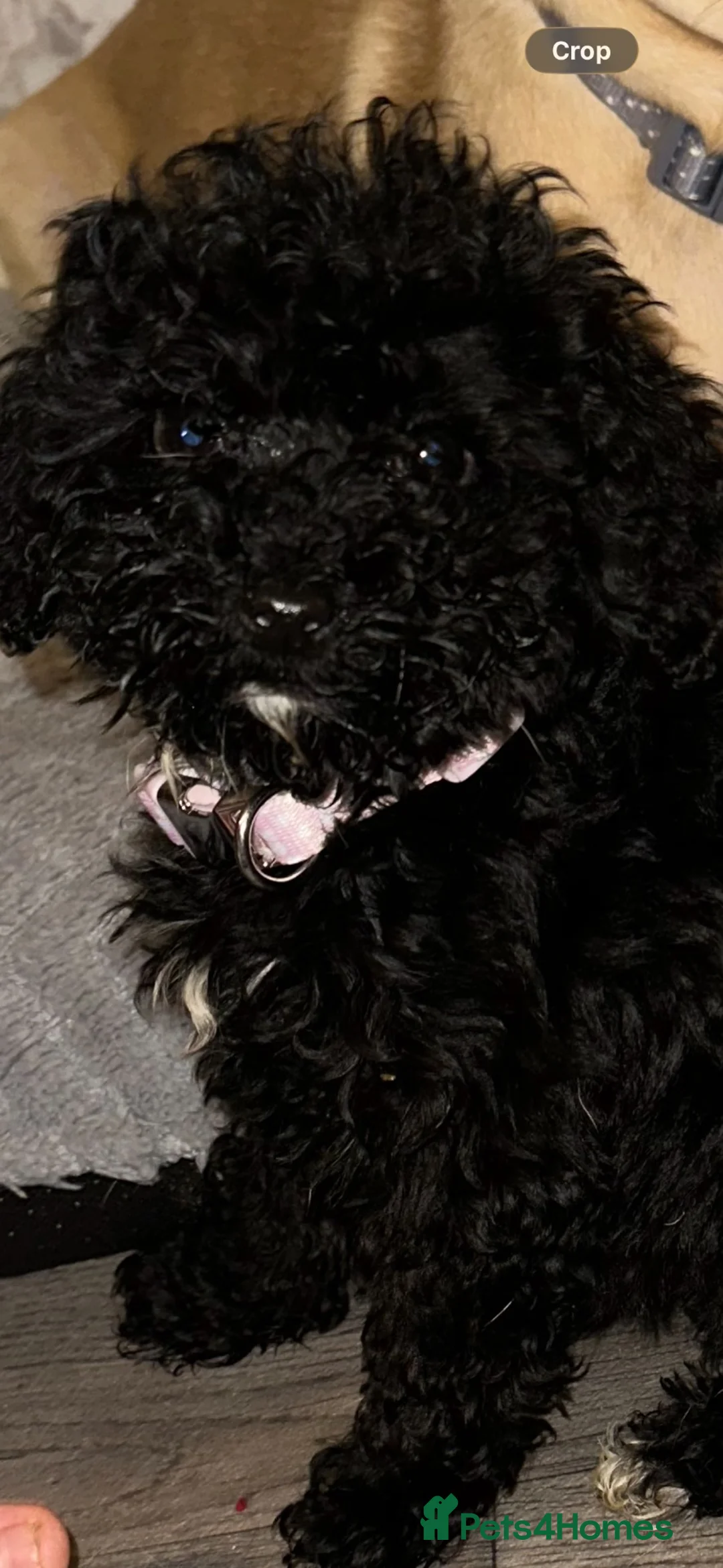Cavapoochon dogs for adoption: Misty - Advert 3