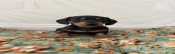Miniature Dachshund dogs for sale: Kc reg miniature smooth haired dachshund  - Advert 9
