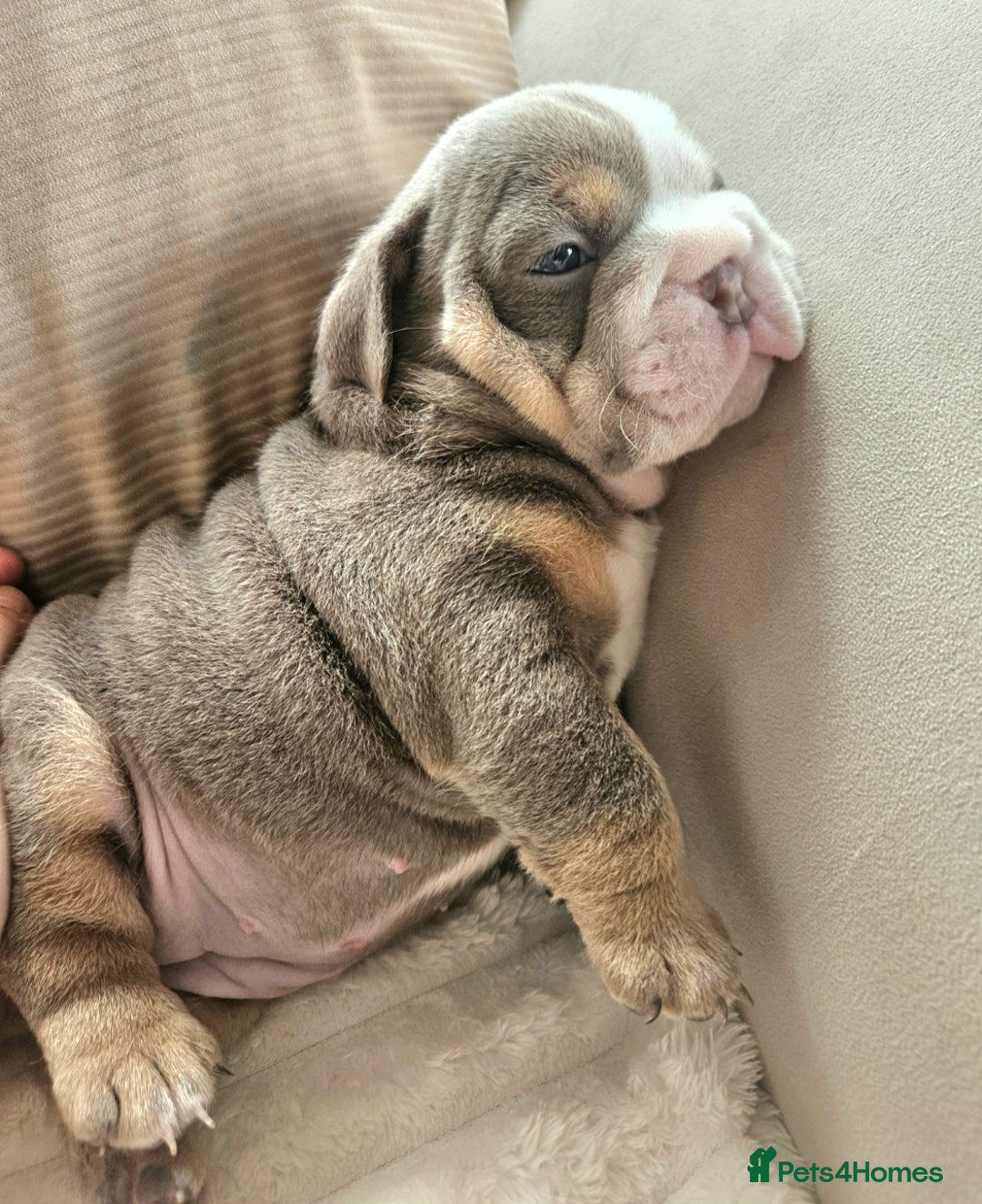 English Bulldog dogs for sale: Outstanding KC English Bulldogs, Top Quality Pups - Image 19