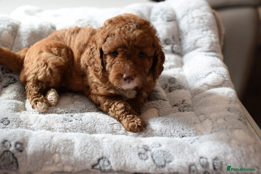 Cockapoo dogs for sale: 4 beautiful female cockapoos for sale - Advert 20