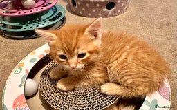 Mixed Breed cats for sale: Amiable mixed breed kittens - Image 6