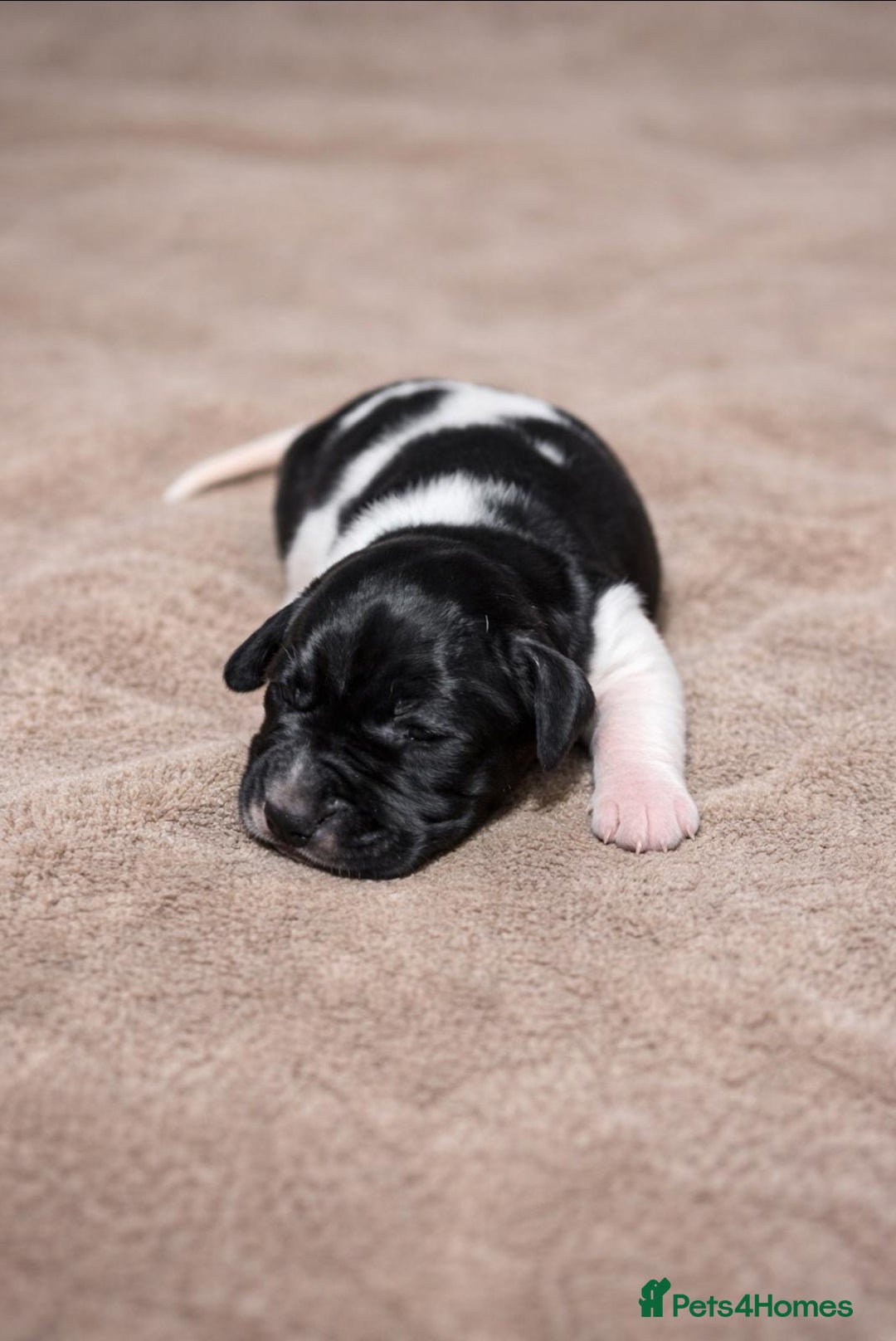 Pointer dogs for sale: English pointers - Advert 8