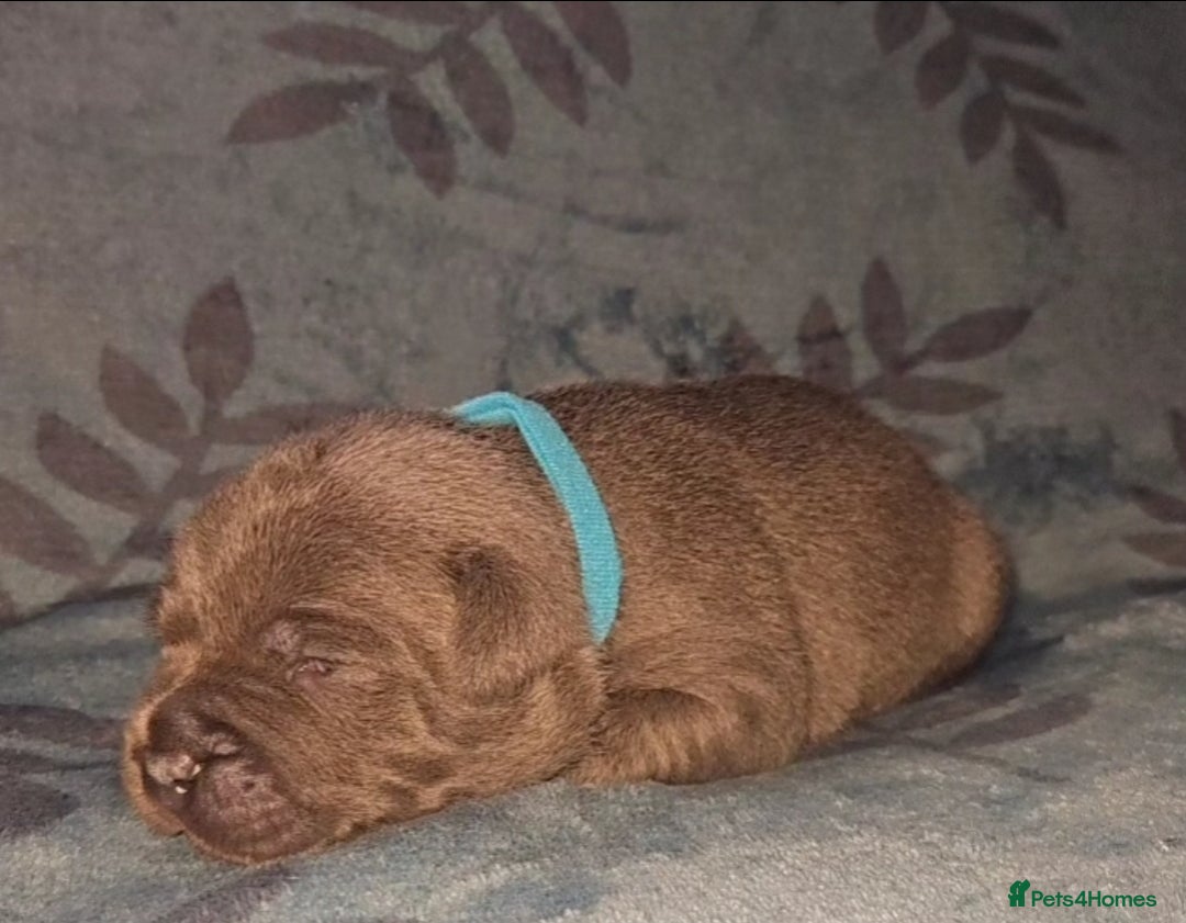 Staffordshire Bull Terrier dogs for sale: KC KING FURY X KASSIUS DAUGHTER PUPS  - Advert 15