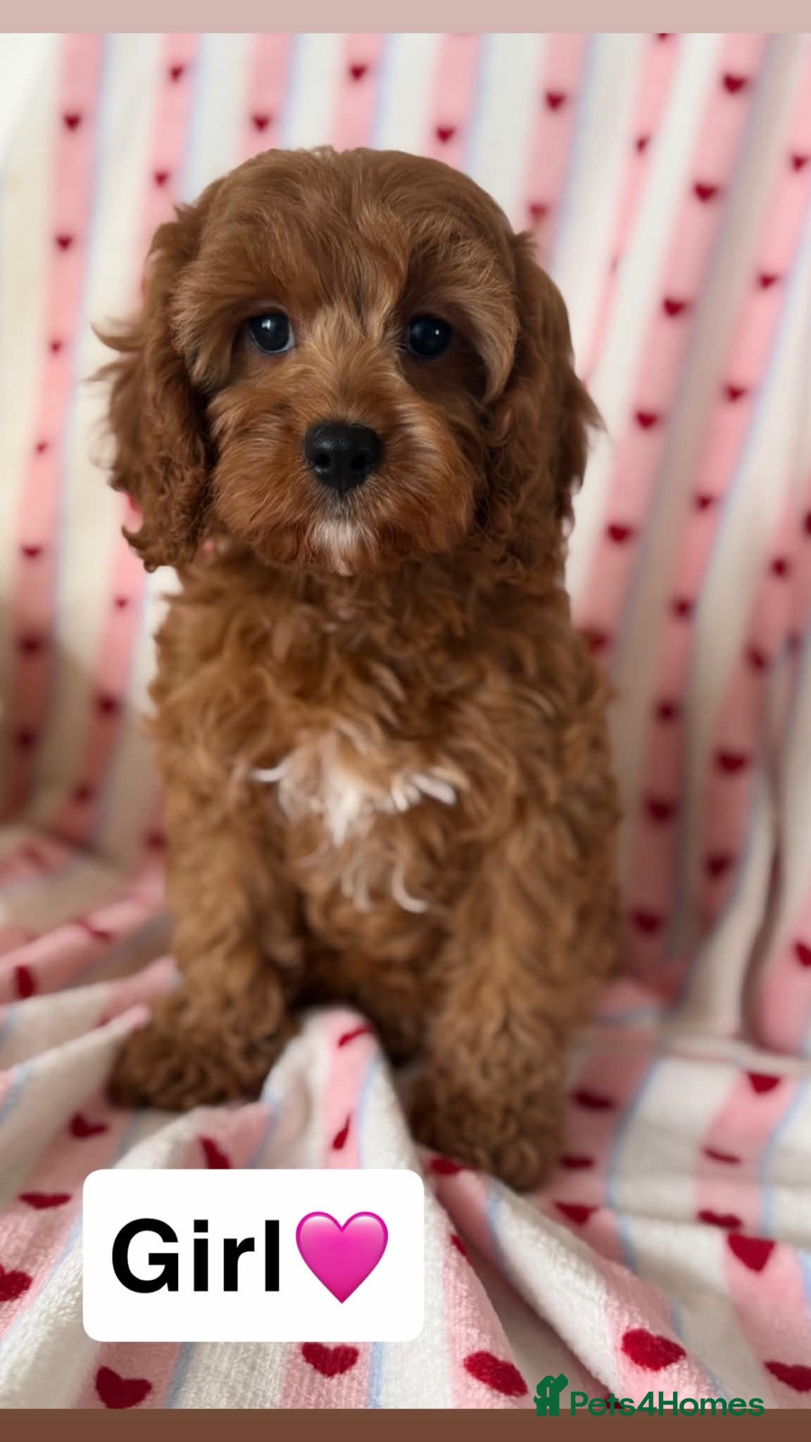 Cavapoo dogs Stunning cavapoo pups - Advert 1
