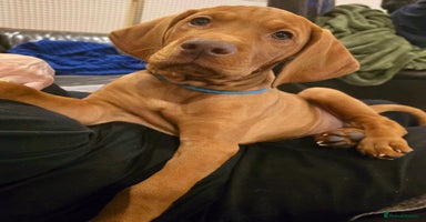 Hungarian Vizsla dogs - Advert 5