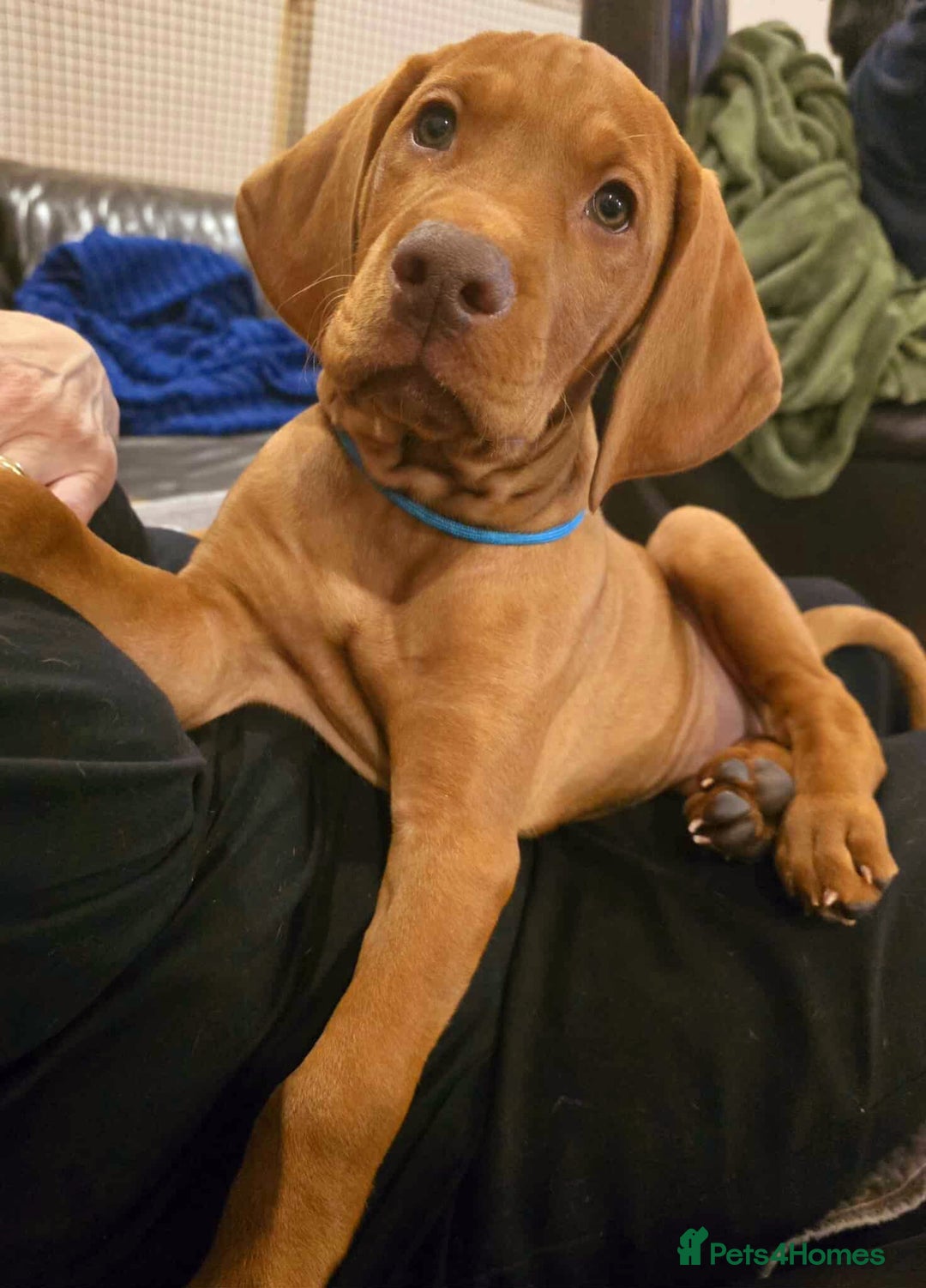 Hungarian Vizsla dogs for sale: 2 viz boys looking for loving homes - Image 7