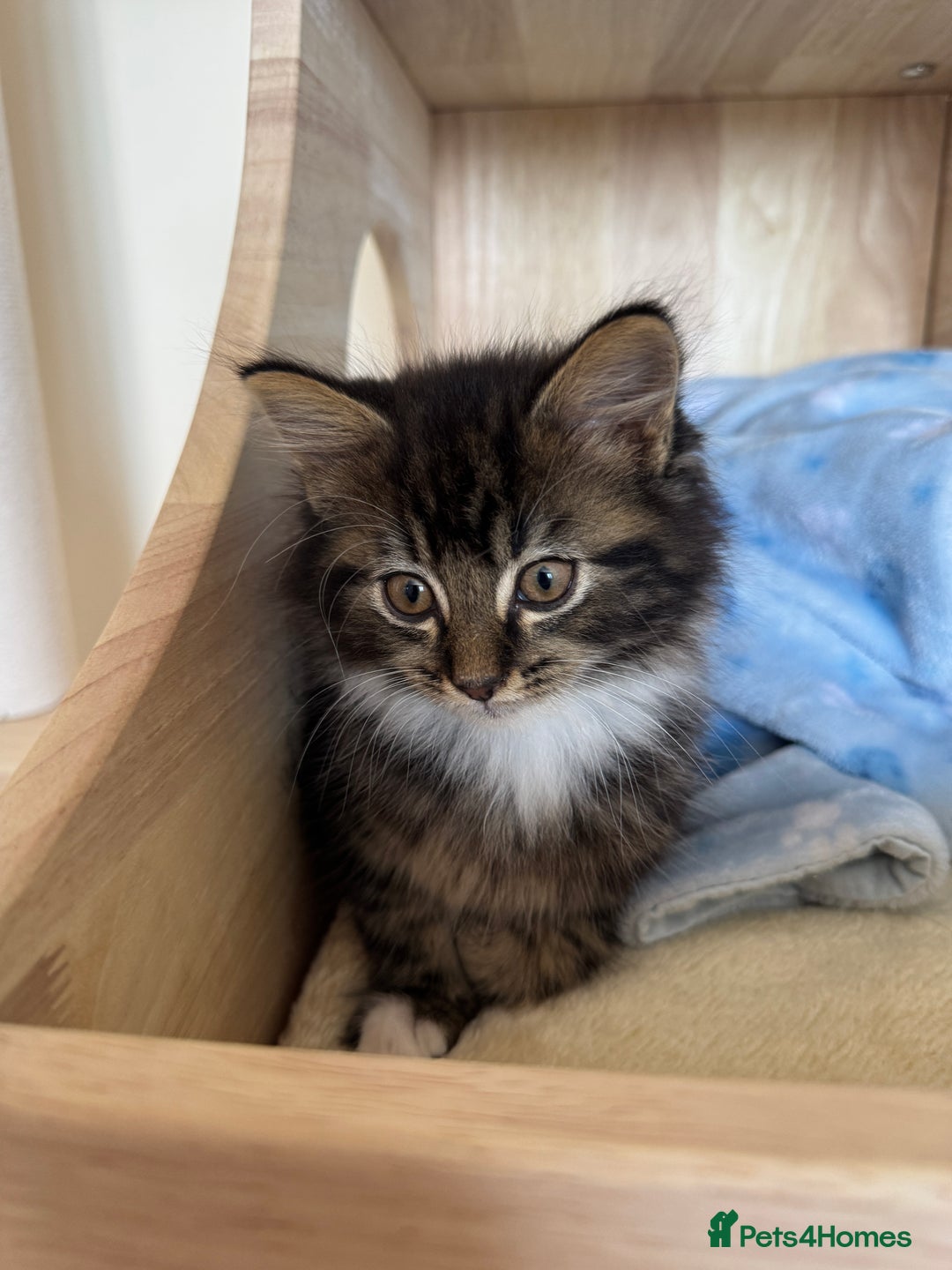 Siberian cats for sale: Siberian & Maine Coon Cross Female Cat Calico - Image 11