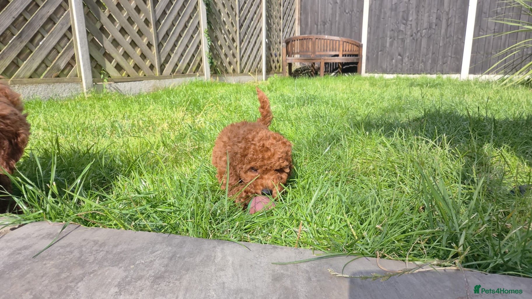 Cavapoo dogs fox red cavapoo - Advert 7