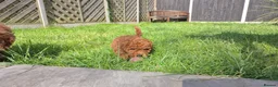 Cavapoo dogs for sale: fox red cavapoo - Advert 16