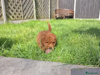 Cavapoo dogs fox red cavapoo - Advert 7