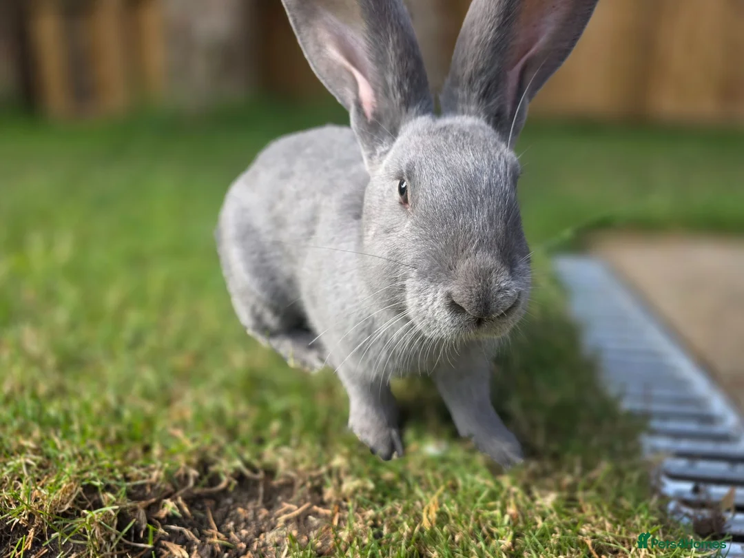 New Zealand rabbits for sale: New Zeeland x Continental Giant Bucks  - Advert 2