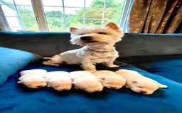 West Highland Terrier dogs for sale: Beautiful litter of west highland terriers  - Image 1