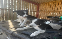 Border Collie dogs for sale: 3 males left .. female now sold! - Image 12