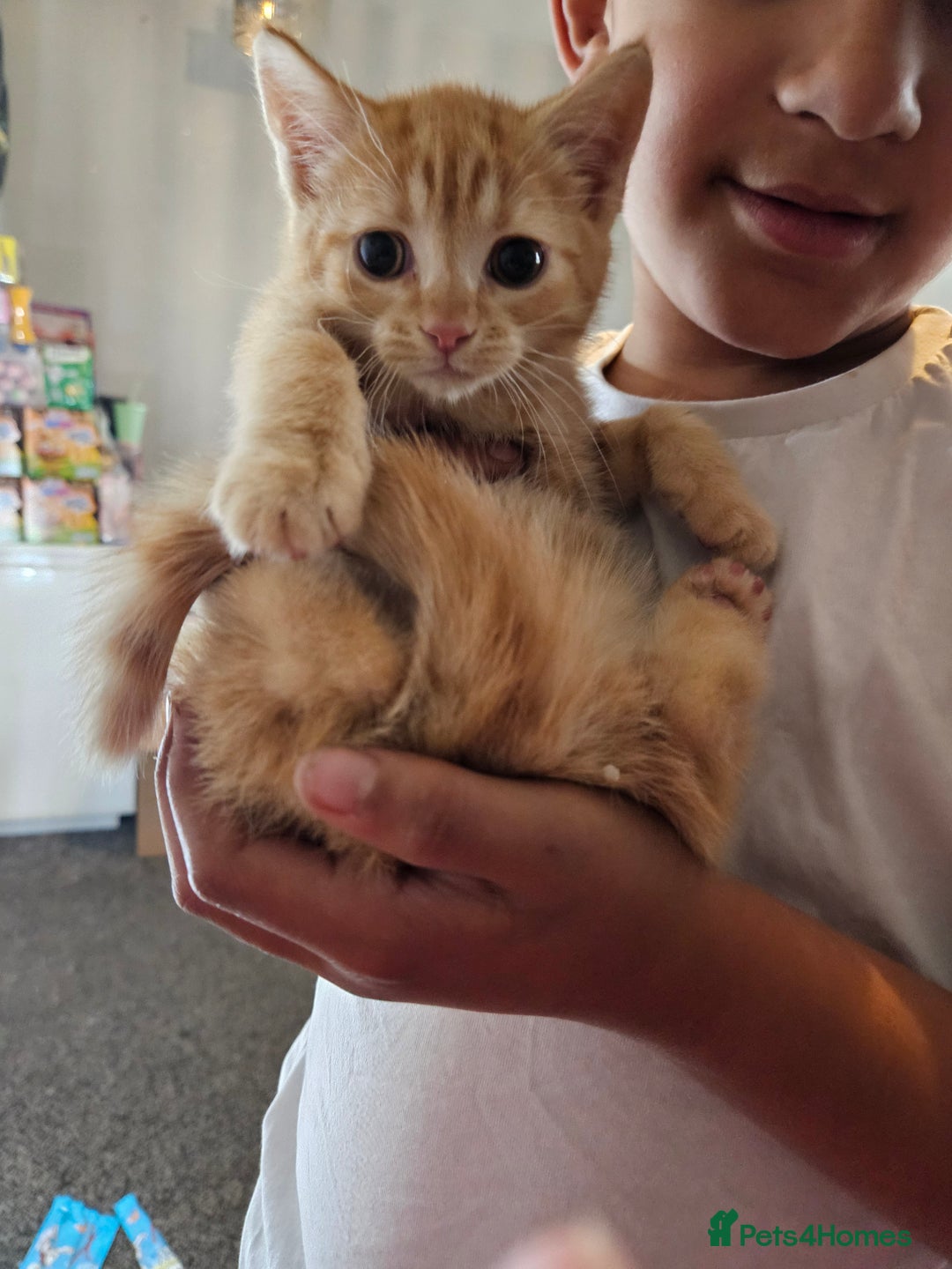 Domestic Shorthair cats for sale: 2 gorgeous ginger female kittens - Image 4