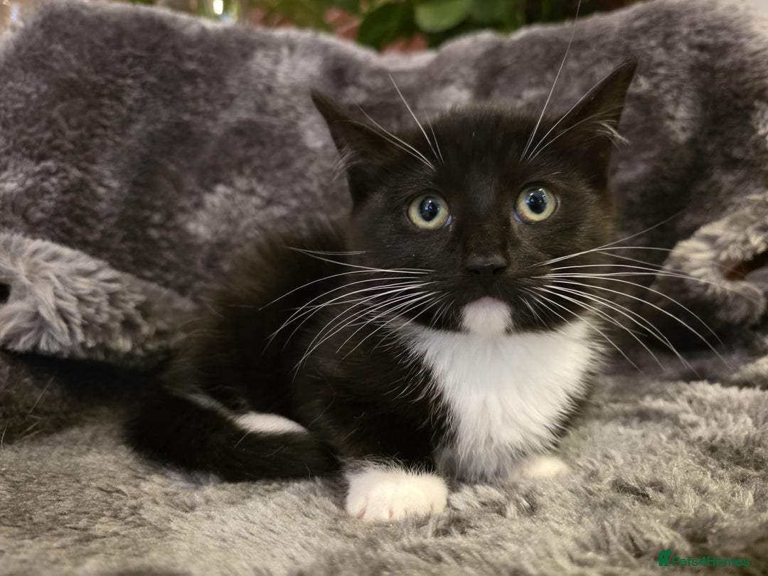 Ragdoll cats for sale: Rehomed  - Advert 1