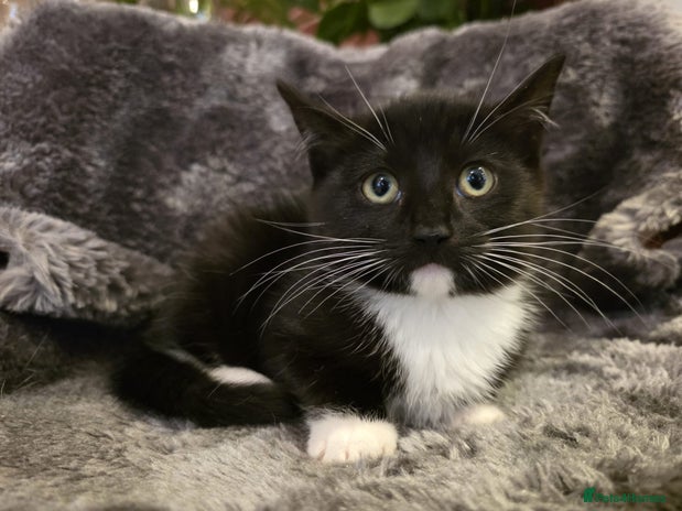 Ragdoll cats Ragdoll Cross kittens female - Advert 10