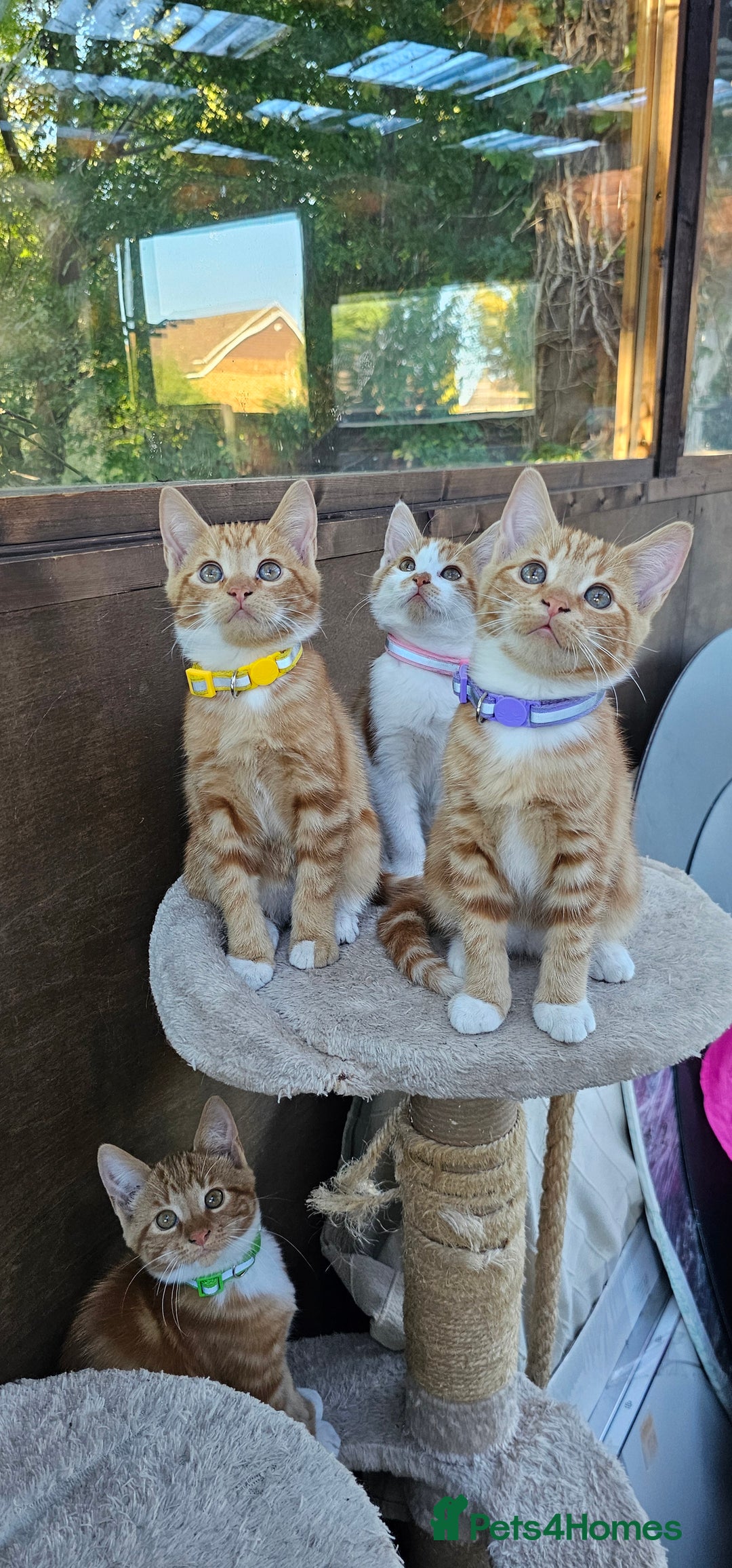 Mixed Breed cats for sale: 4 Ginger Kittens READY FOR A NEW HOME/WEST DRAYTO - Image 1